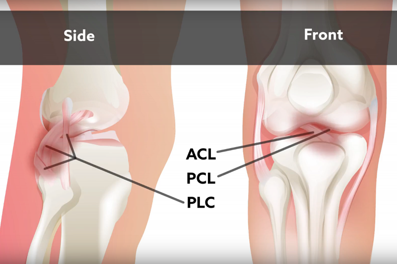 Tibiofemoral Orientation